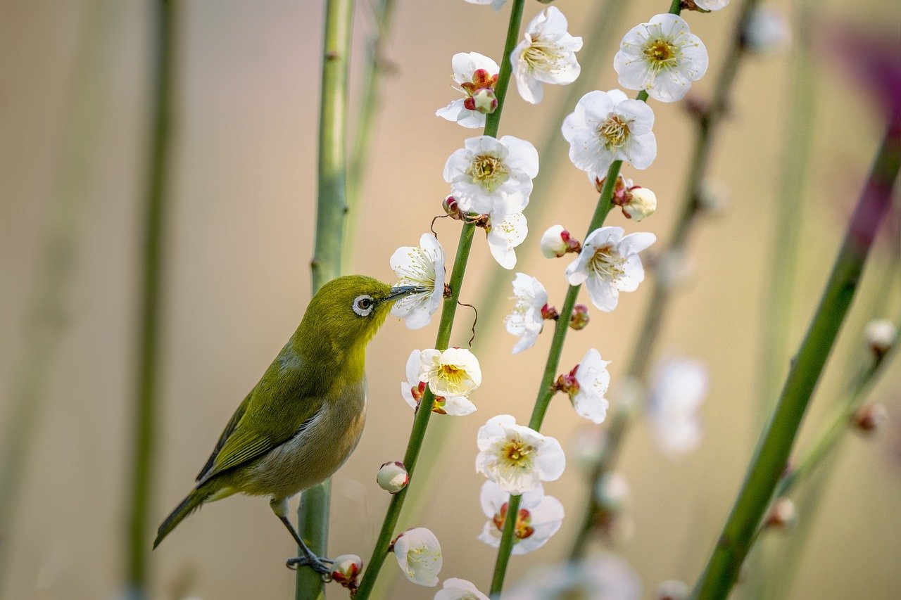 花の蜜を吸う鳥