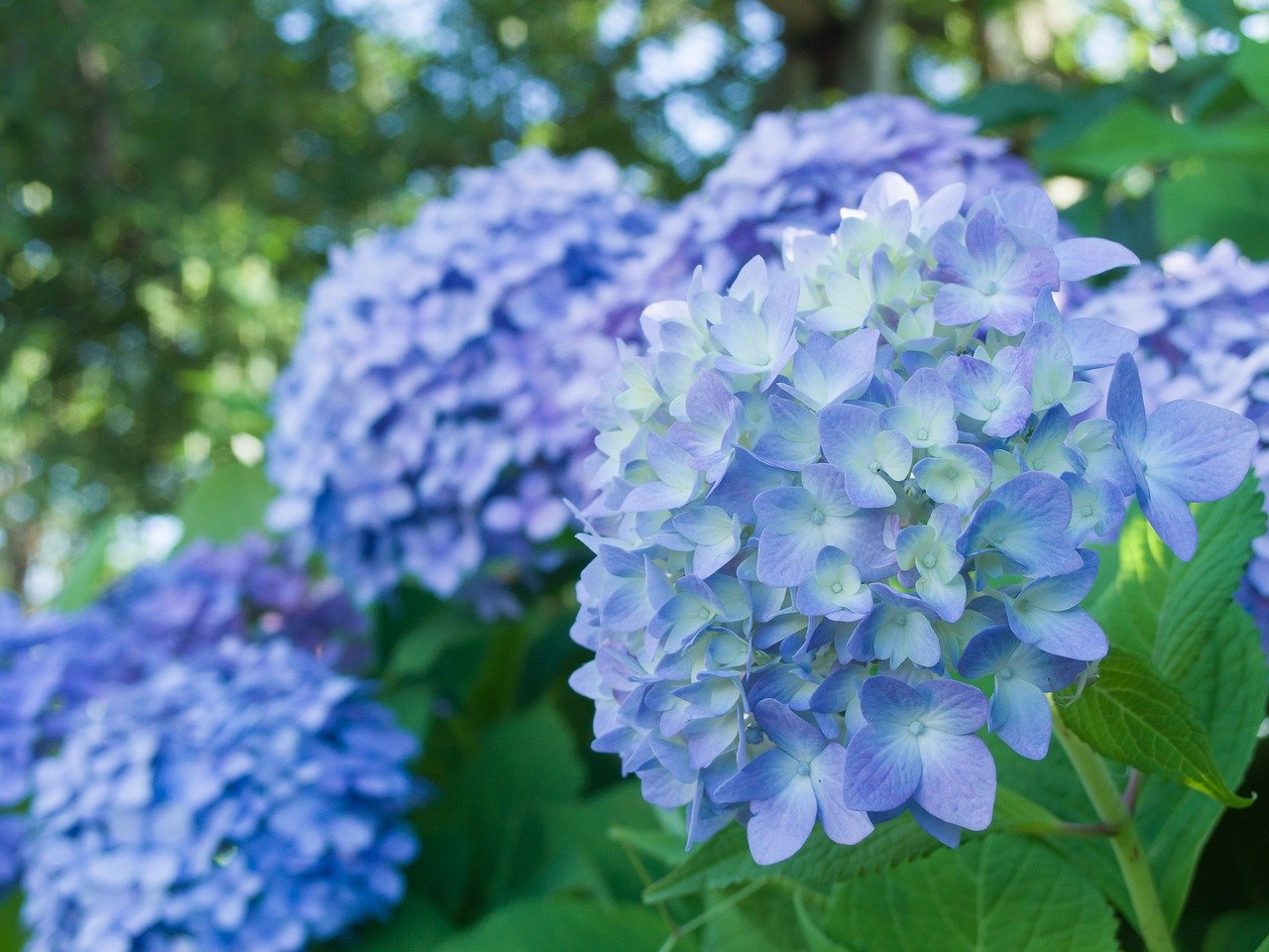 紫陽花